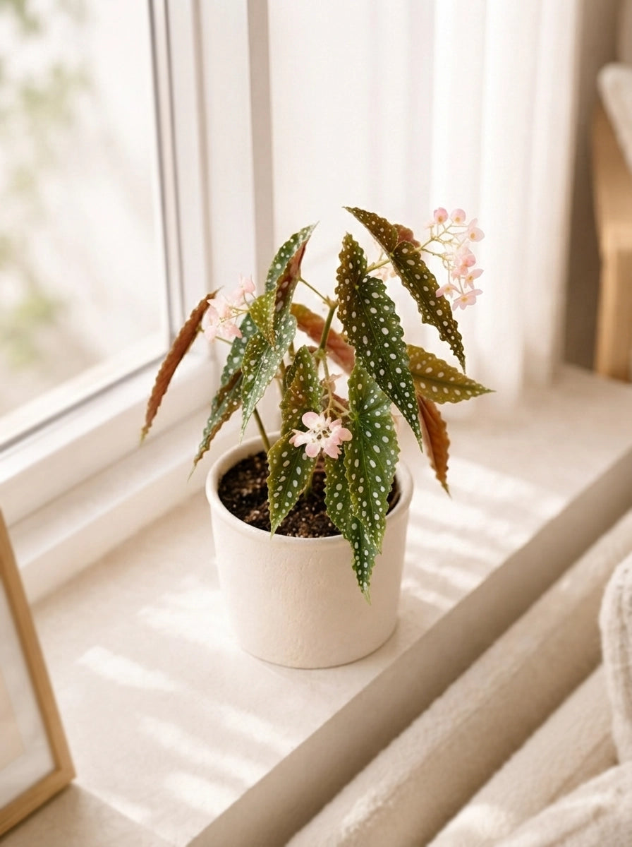 Polka Dot Begonia 鱒魚秋海棠 on windowsill|elegant spotted foliage with delicate pink flowers|室內觀葉植物