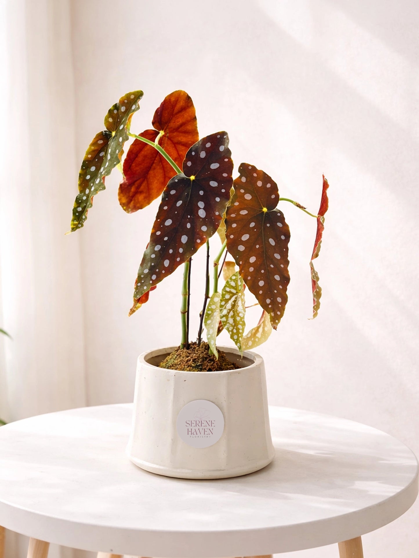 Polka Dot Kokedama|粉旗魚秋海棠苔蘚球