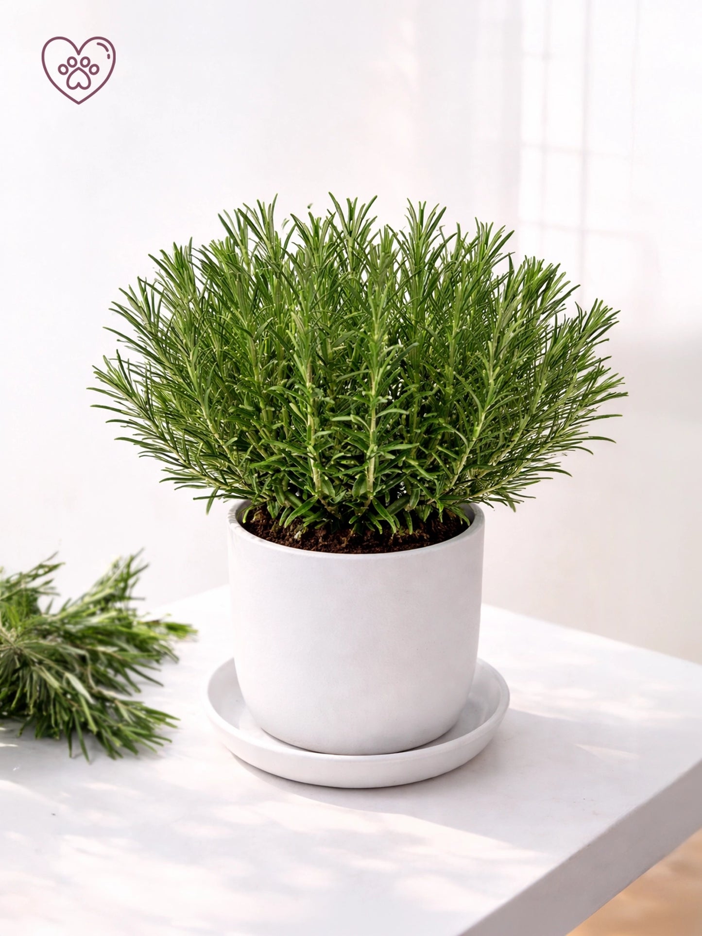 新鮮迷迭香盆栽,適合烹飪及香草花園。Fresh potted rosemary plant for cooking and home gardens.