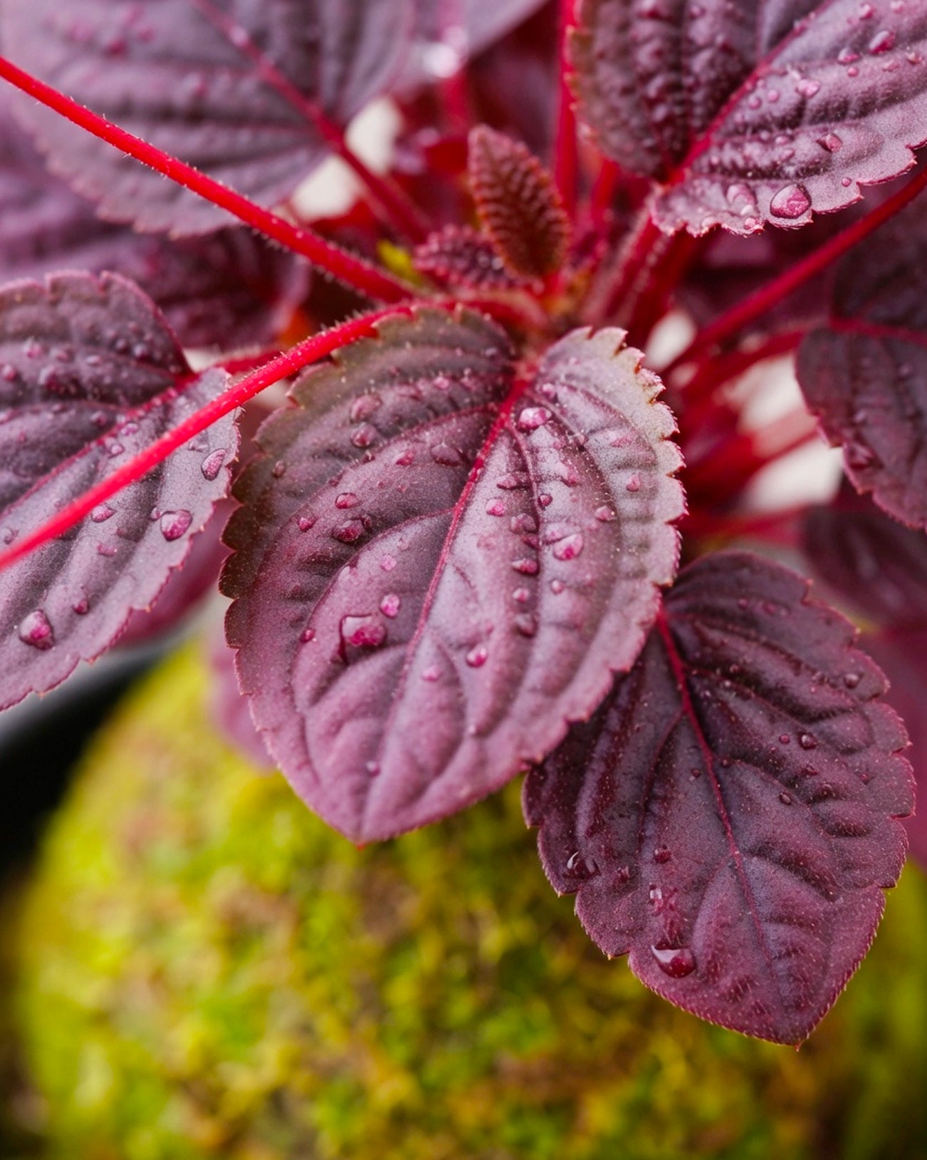 Ruby Peperomia Kokedama | 紅寶石苔蘚球