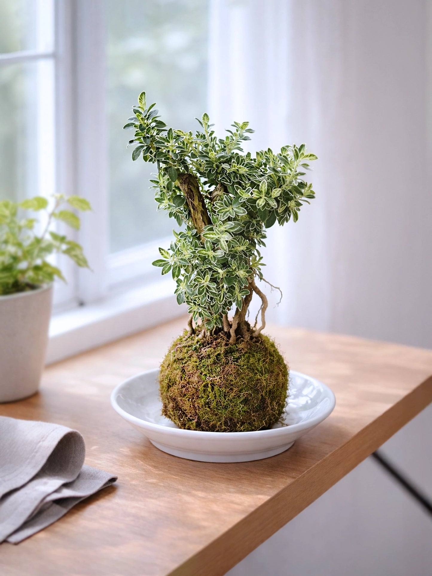 Serissa (Snow Rose) Kokedama | 六月雪苔蘚球