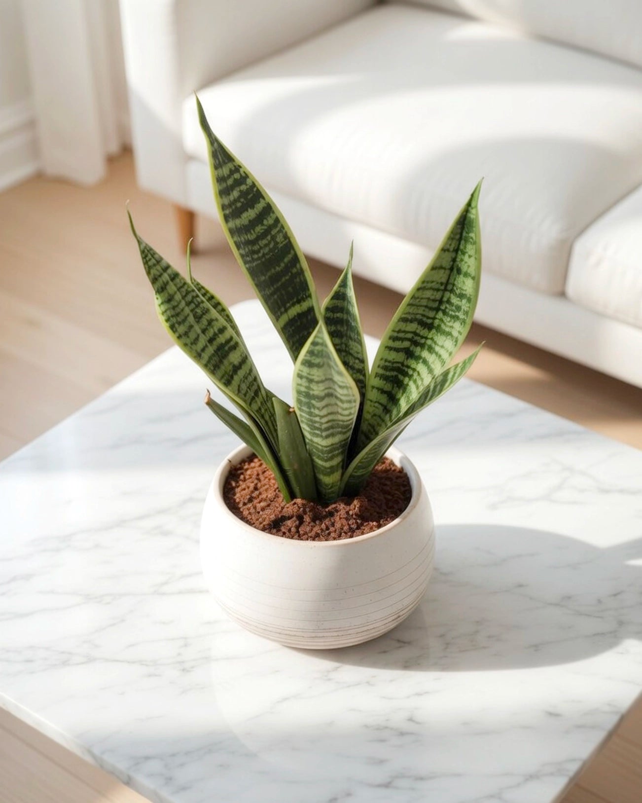 虎尾蘭 Snake Plant in ceramic pot 家居擺設