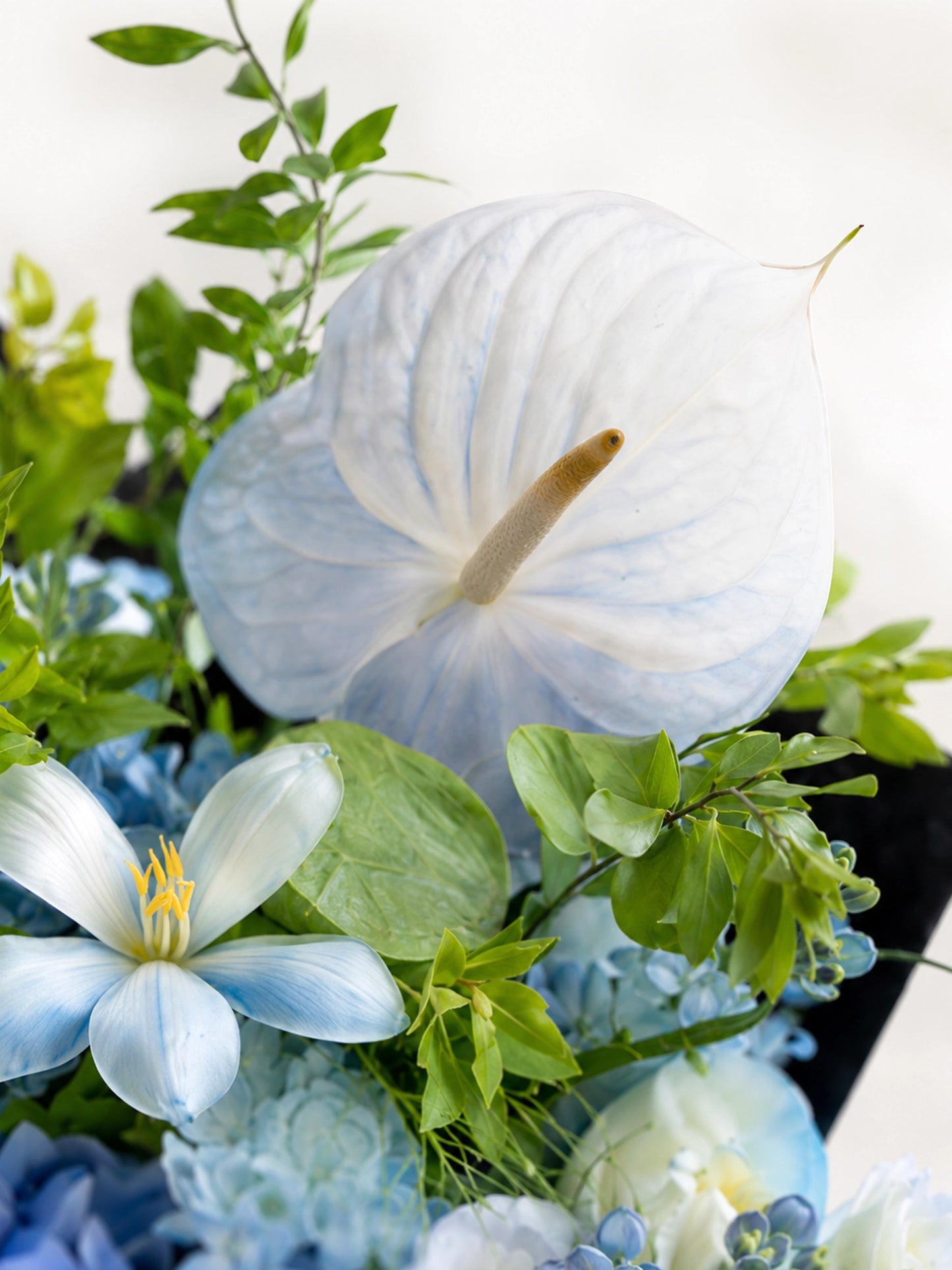 Twilight Voyage white anthurium 特寫,配搭淡藍花材、green foliage 及黑色包裝
