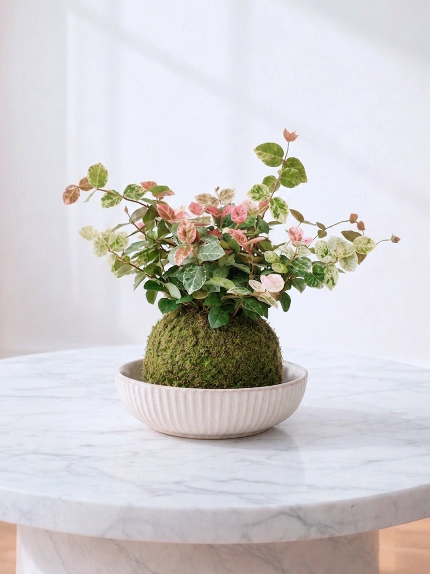 Variegated Jasmine Kokedama | 花葉絡石苔蘚球