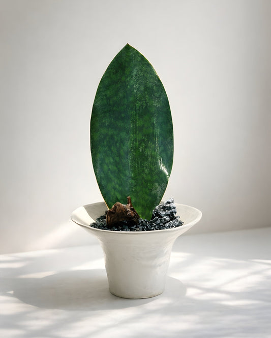 Whale Fin Snake Plant｜單葉虎尾蘭