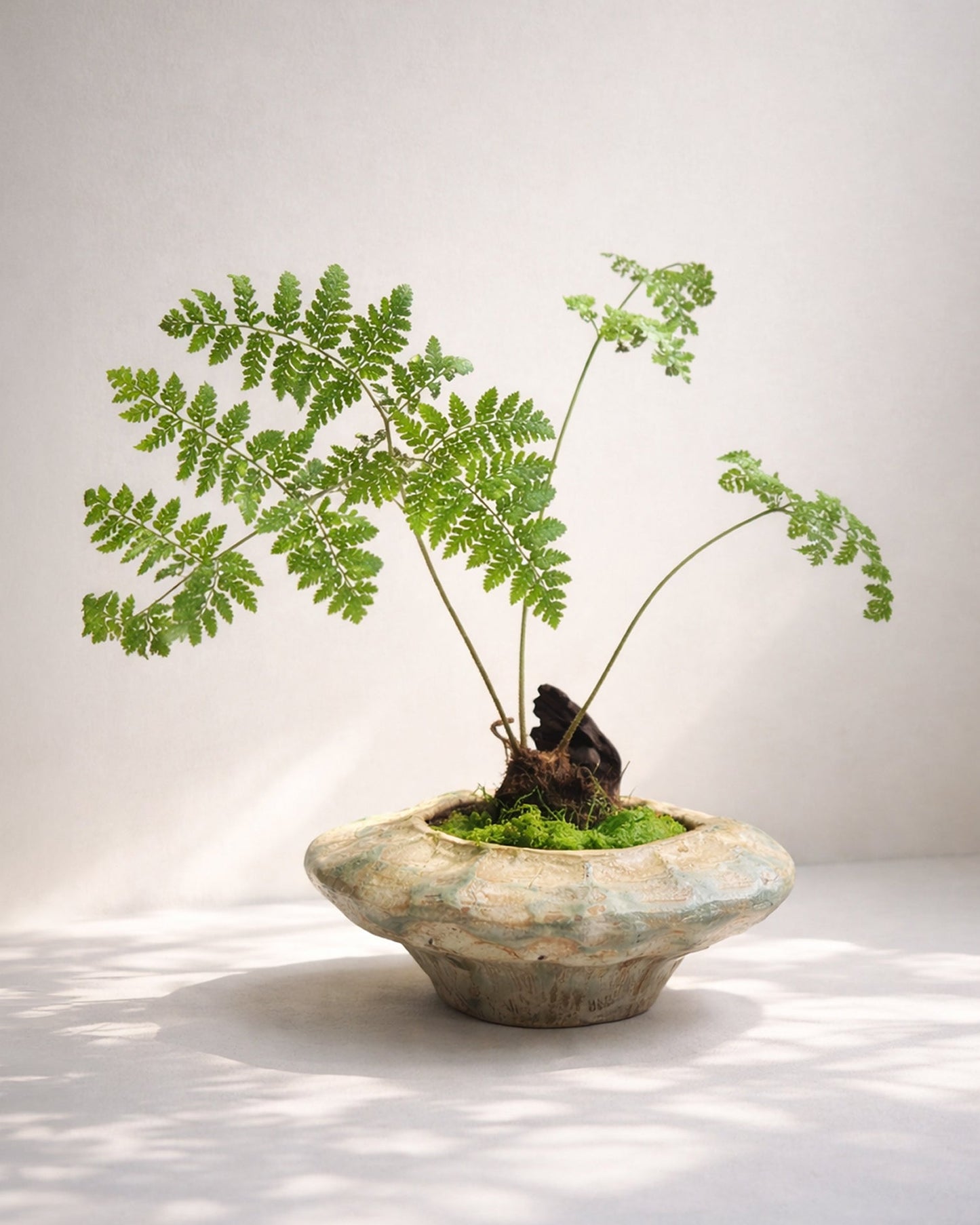 Fern Bonsai｜蕨類盆景