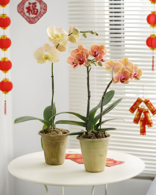 Elegant Prosperity｜蘭韻初光