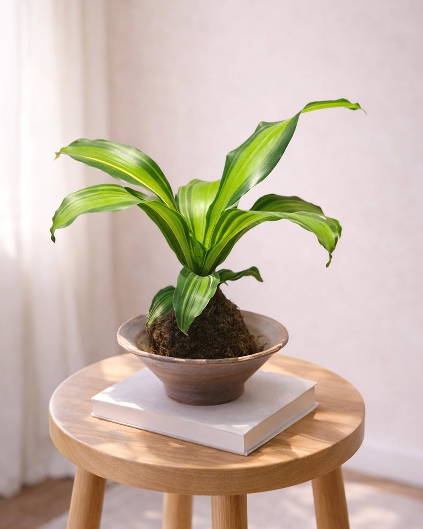 Dracaena Fragrans Kokedama | 巴西木苔蘚球