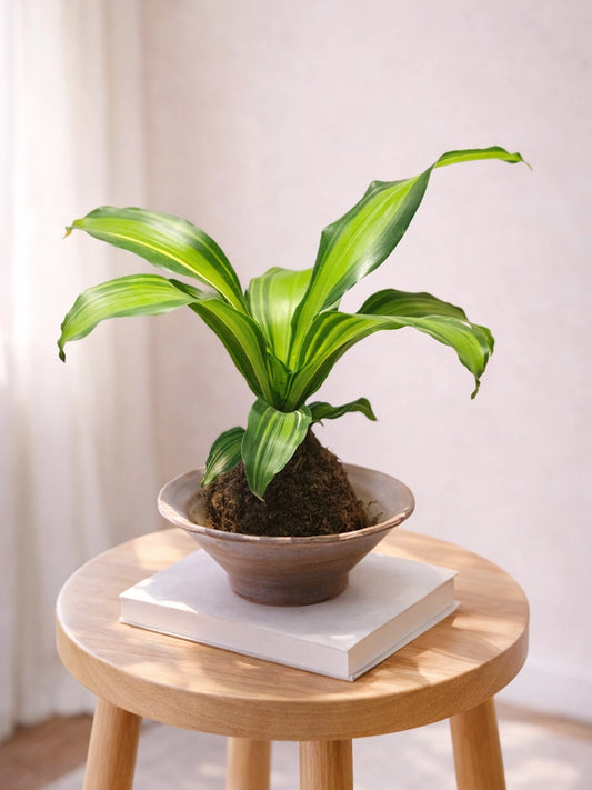Dracaena Fragrans Kokedama | 巴西木苔蘚球