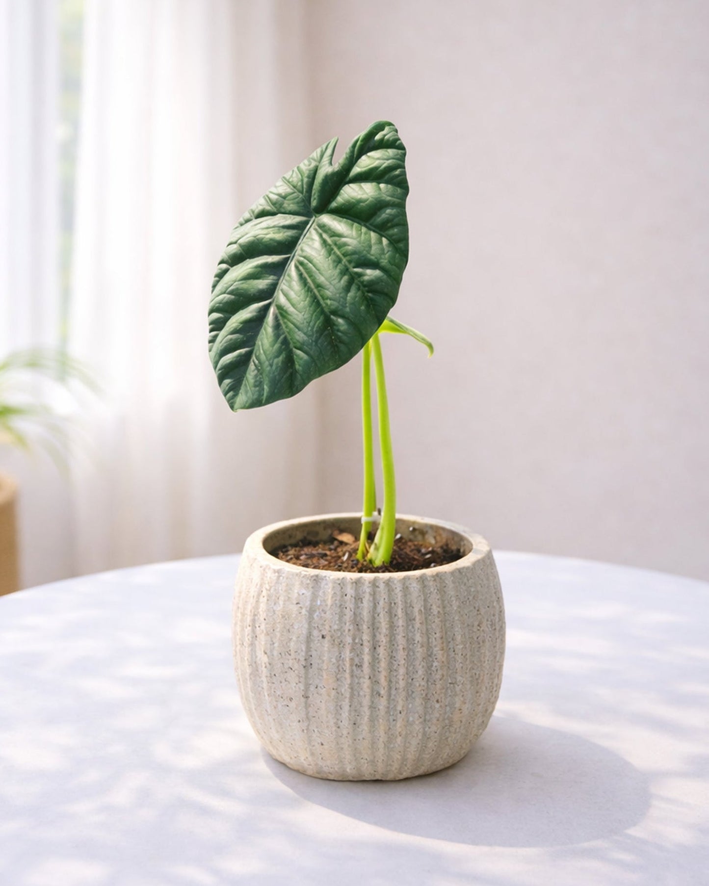 Alocasia Young Plant｜龍鱗海芋