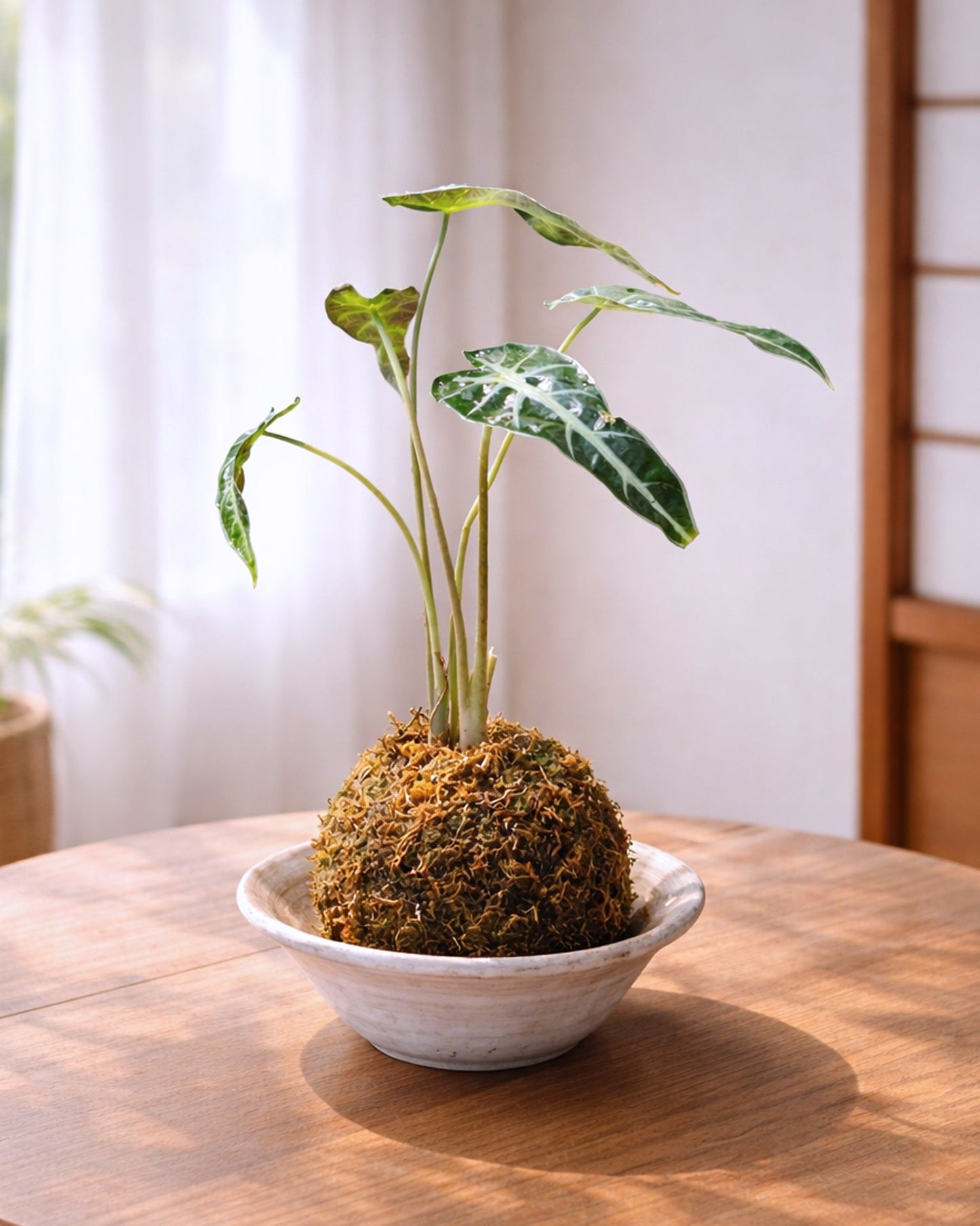 Alocasia Kokedama｜小仙女海芋苔蘚球