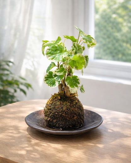 Polyscias Guilfoylei｜花葉福祿桐苔蘚球