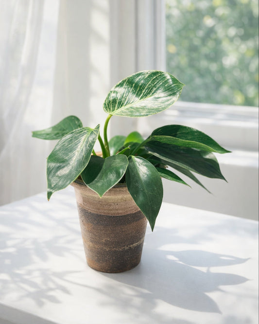 Variegated Philodendron｜綠蘿