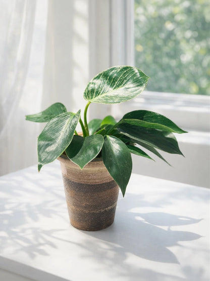 Variegated Philodendron｜綠蘿