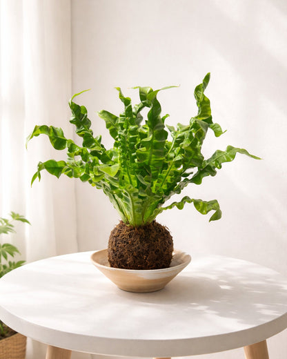 Bird’s Nest Fern Kokedama｜鳥巢蕨苔蘚球