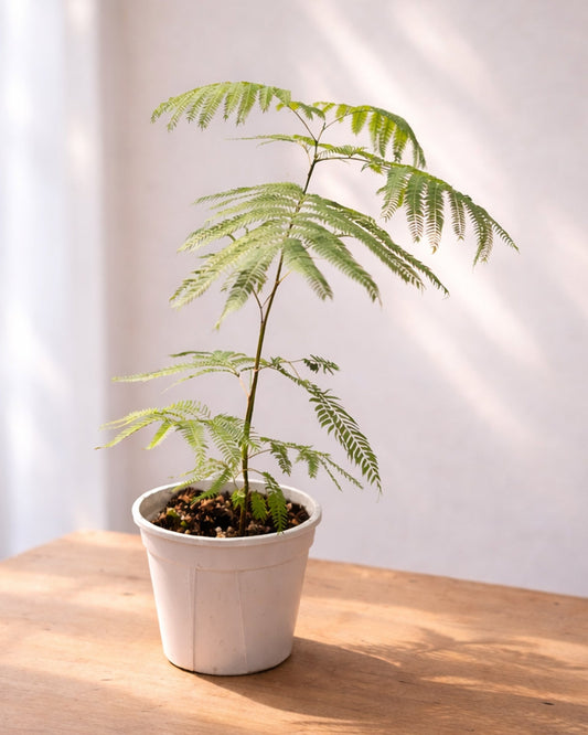 Brazilian Fern Tree｜密葉猴耳環