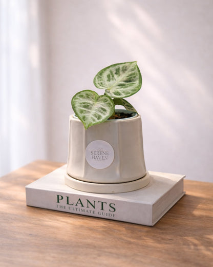 Philodendron Silver｜銀葉心葉蔓綠絨