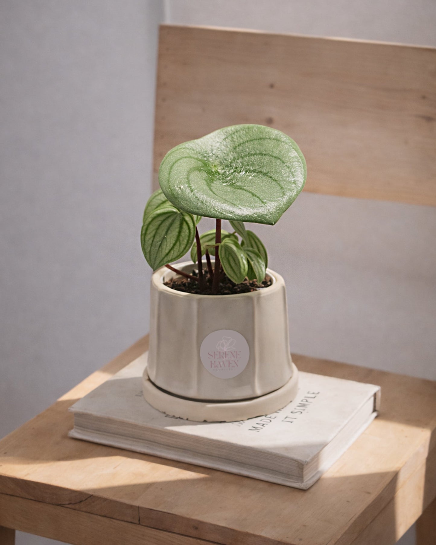 Watermelon Peperomia｜西瓜椒草