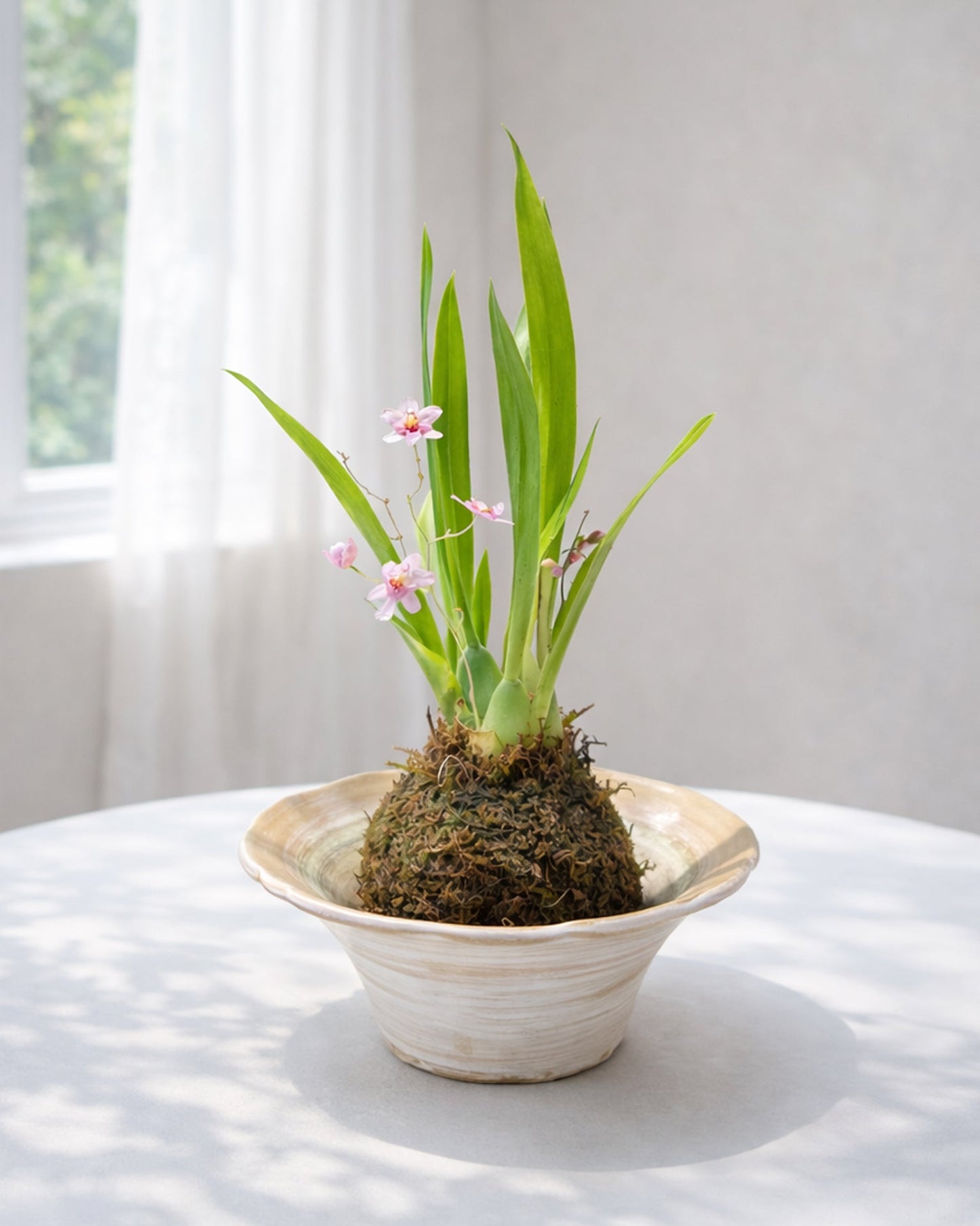 Dendrobium Orchid Kokedama｜石斛蘭苔蘚球