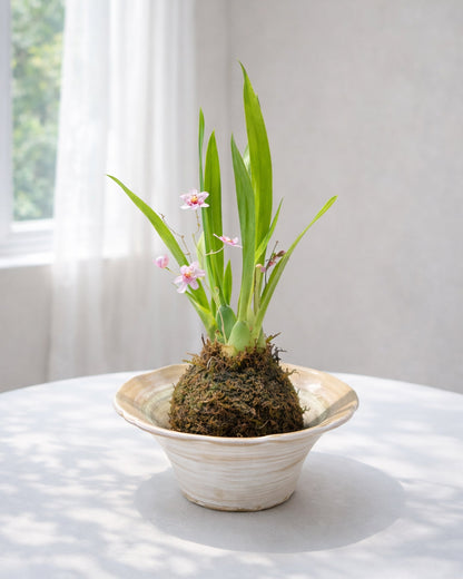 Dendrobium Orchid Kokedama｜石斛蘭苔蘚球