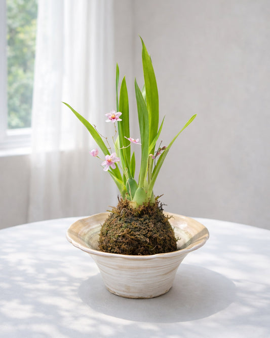 Dendrobium Orchid Kokedama｜石斛蘭苔蘚球