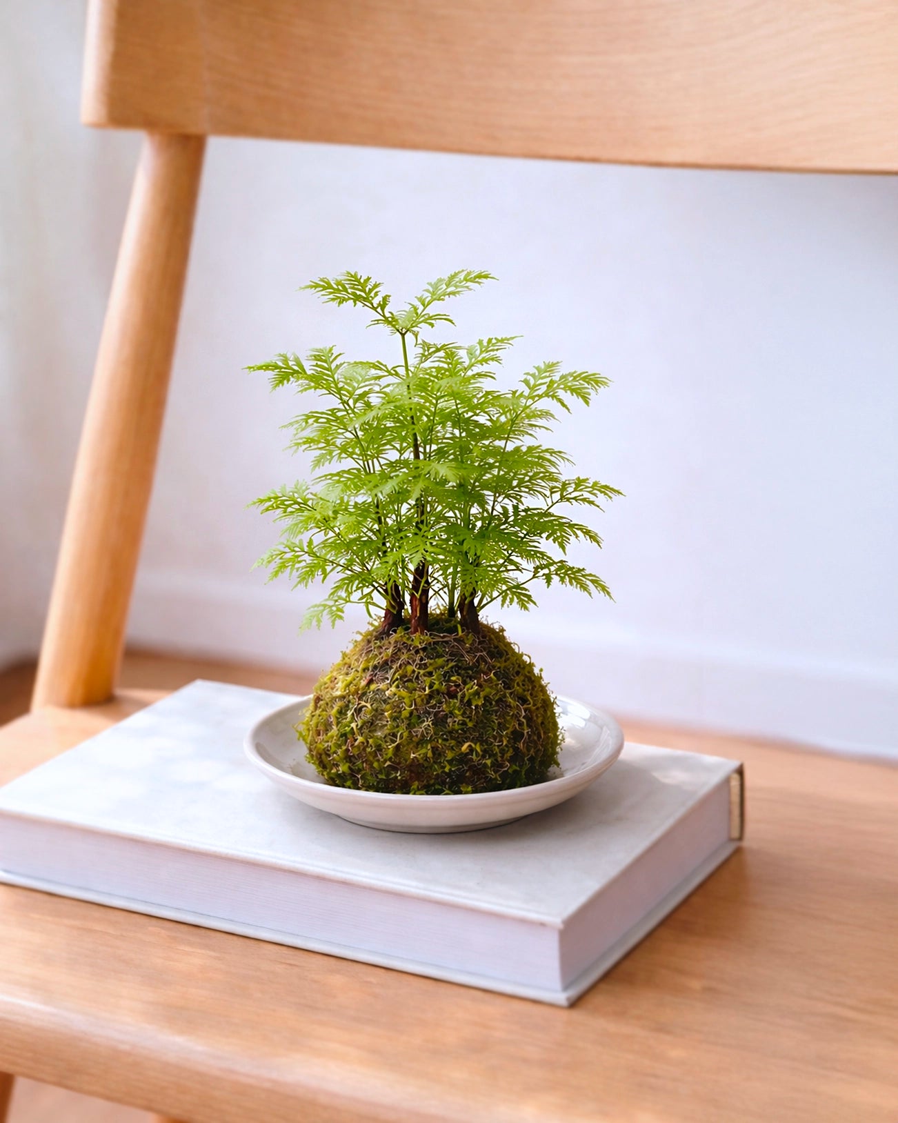 Dawn Redwood Kokedama | 水杉苔蘚球