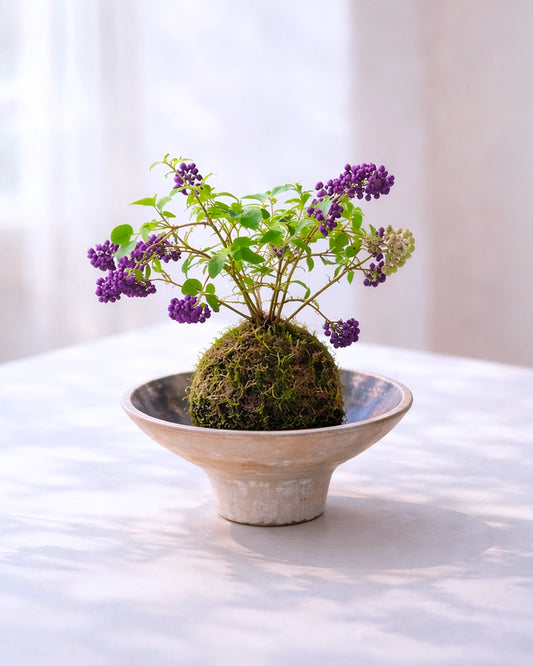 Purple Beautyberry Kokedama | 紫珠苔蘚球