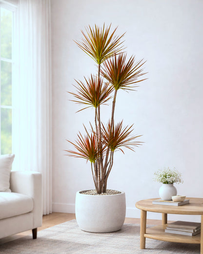 Ti Plant | 千年木