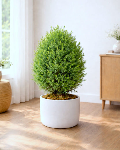 Ming Aralia | 霧松