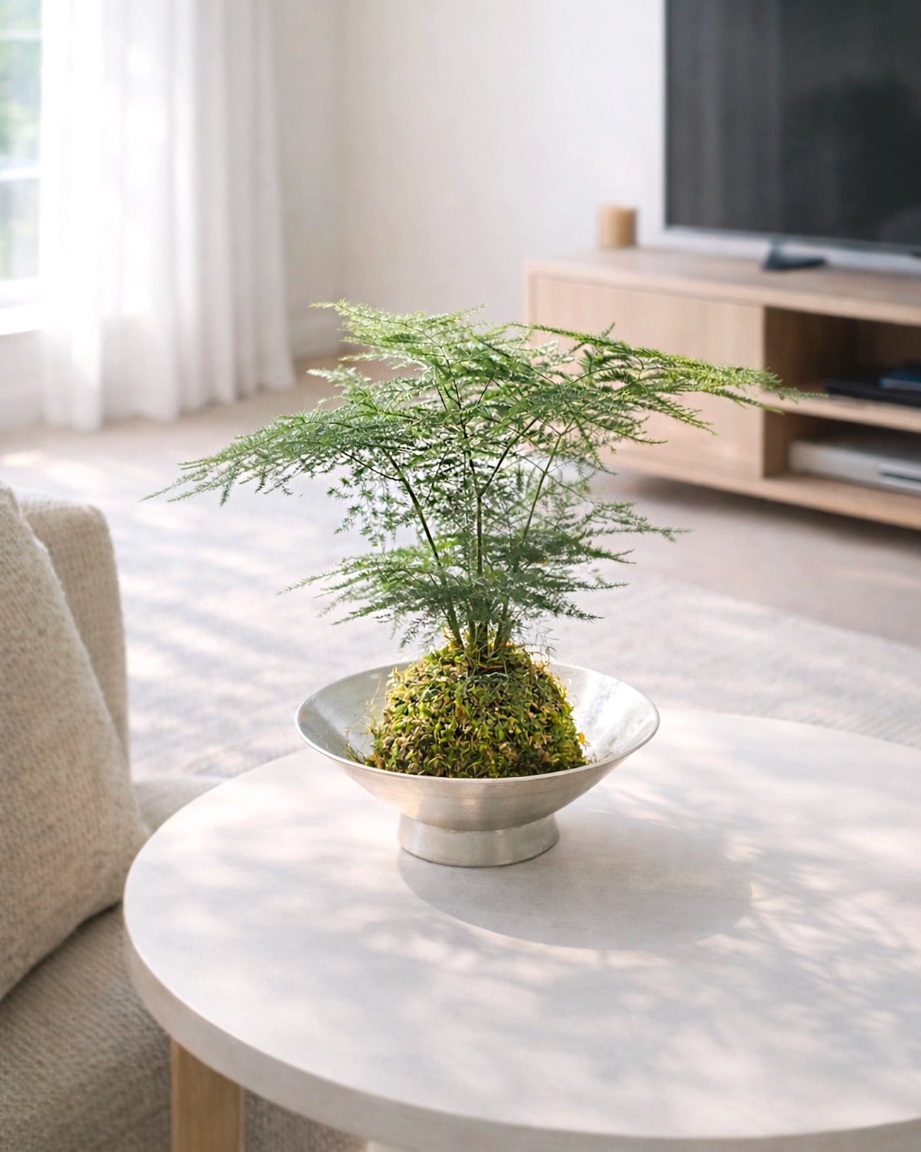 Asparagus Fern Kokedama | 文竹苔蘚球