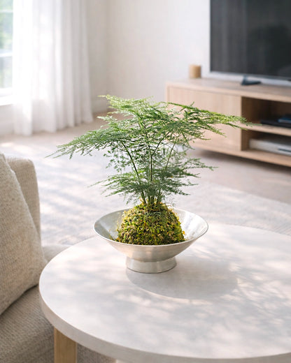 Asparagus Fern Kokedama | 文竹苔蘚球
