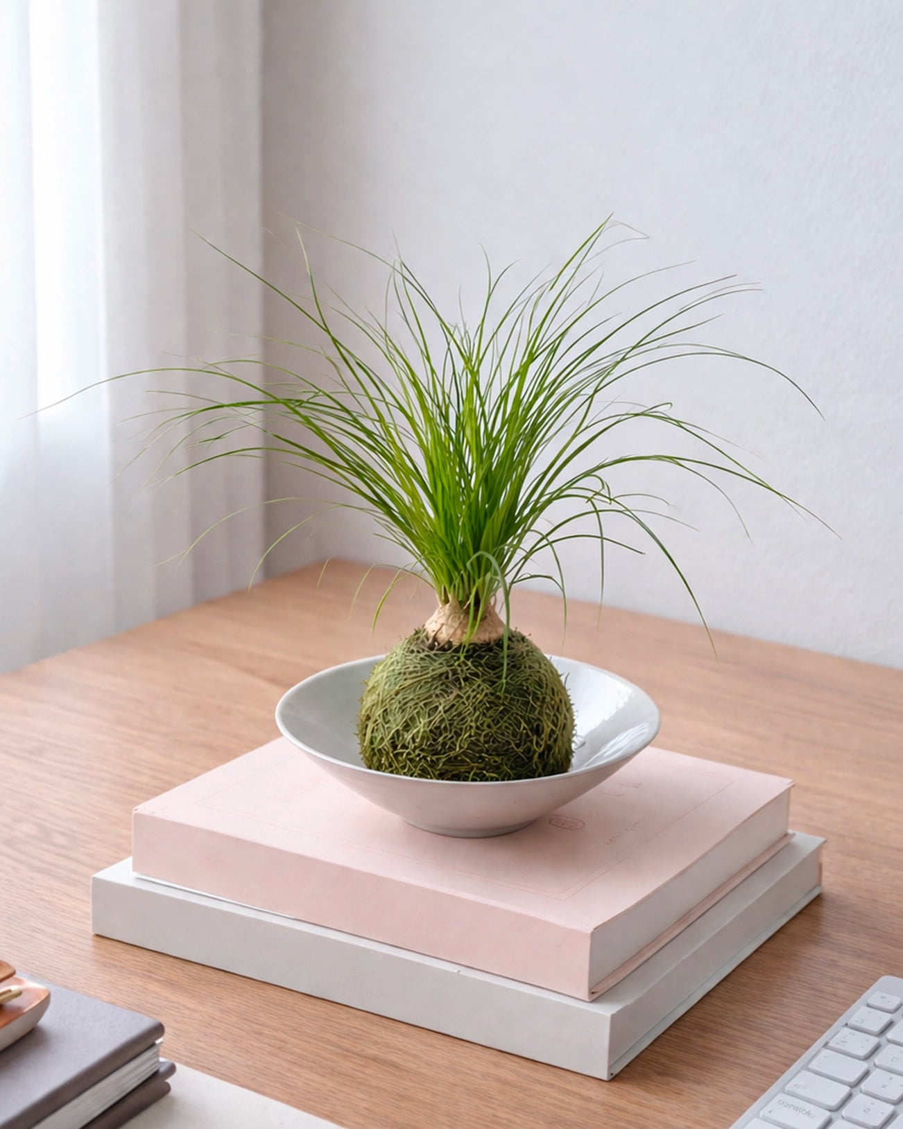 Ponytail Palm Kokedama | 酒瓶蘭苔蘚球