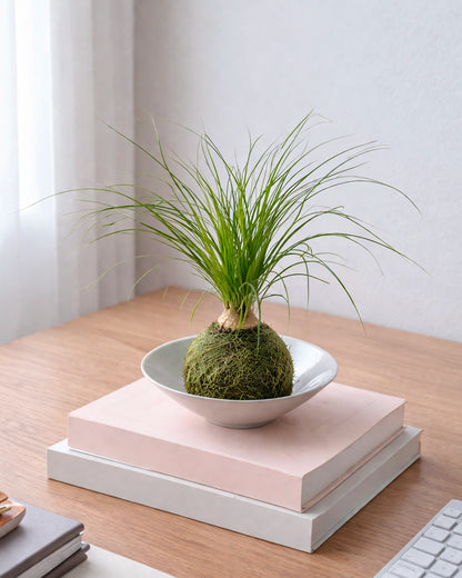 Ponytail Palm Kokedama | 酒瓶蘭苔蘚球