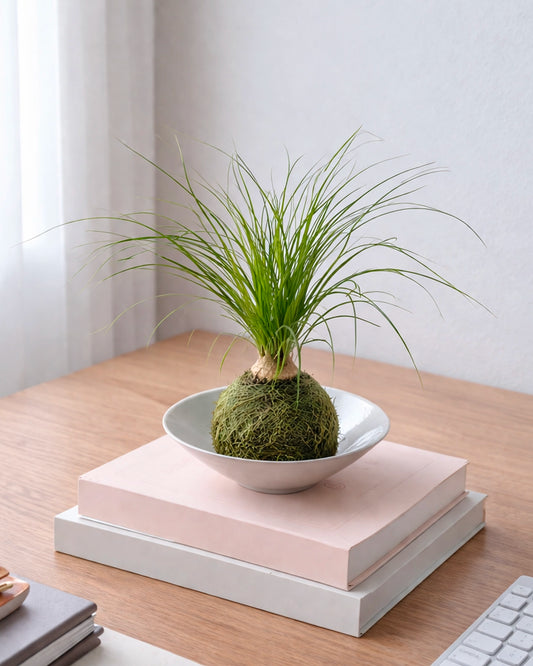 Ponytail Palm Kokedama | 酒瓶蘭苔蘚球