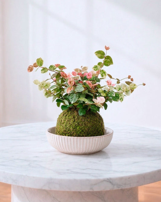 Variegated Jasmine Kokedama | 花葉絡石苔蘚球