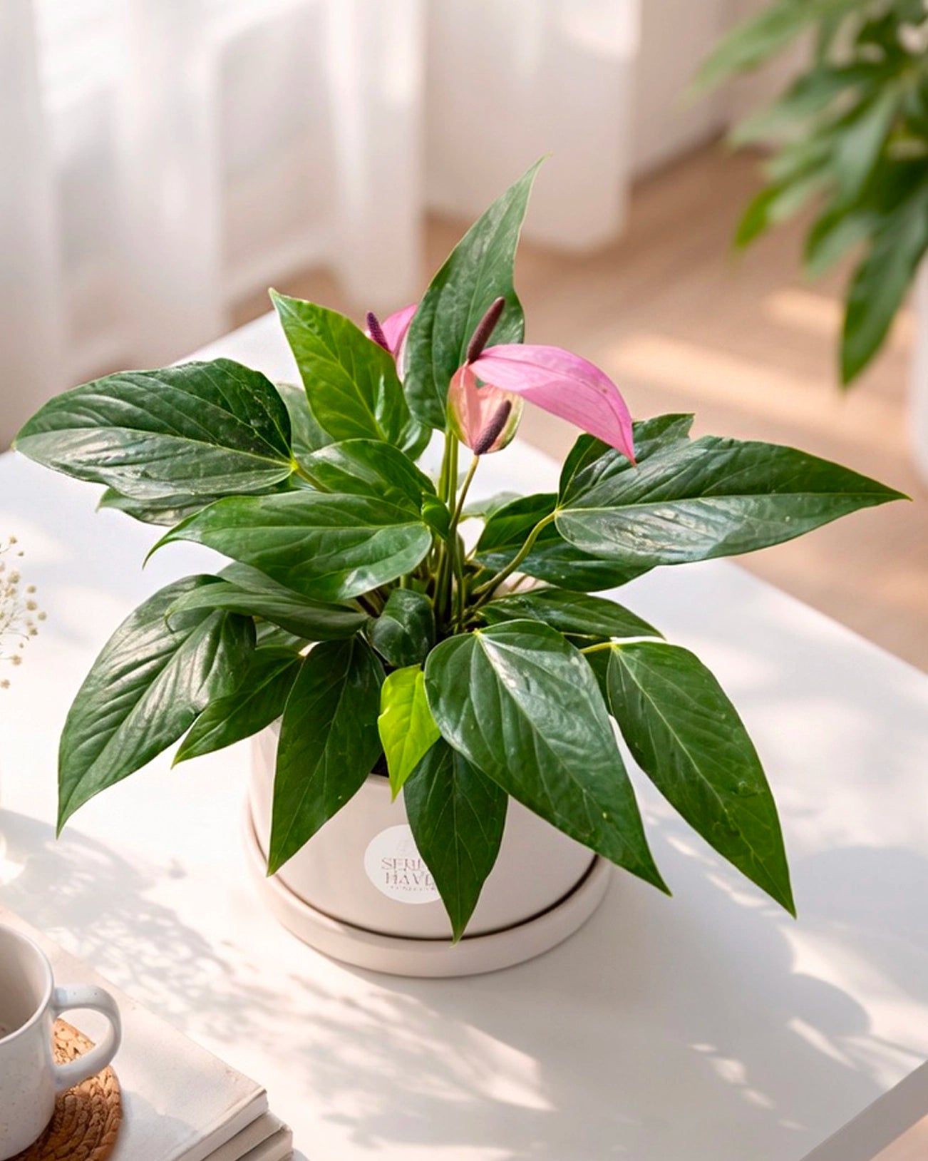 Anthurium Kokedama | 掌苔蘚球