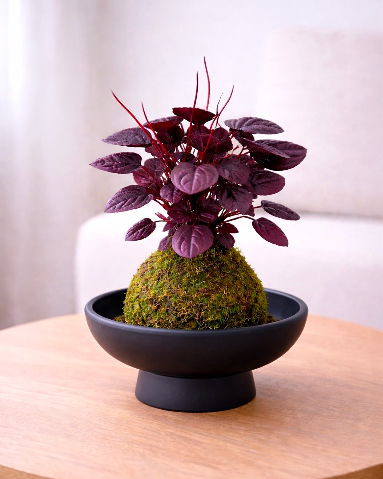 Ruby Peperomia Kokedama | 紅寶石苔蘚球