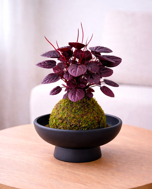 Ruby Peperomia Kokedama | 紅寶石苔蘚球