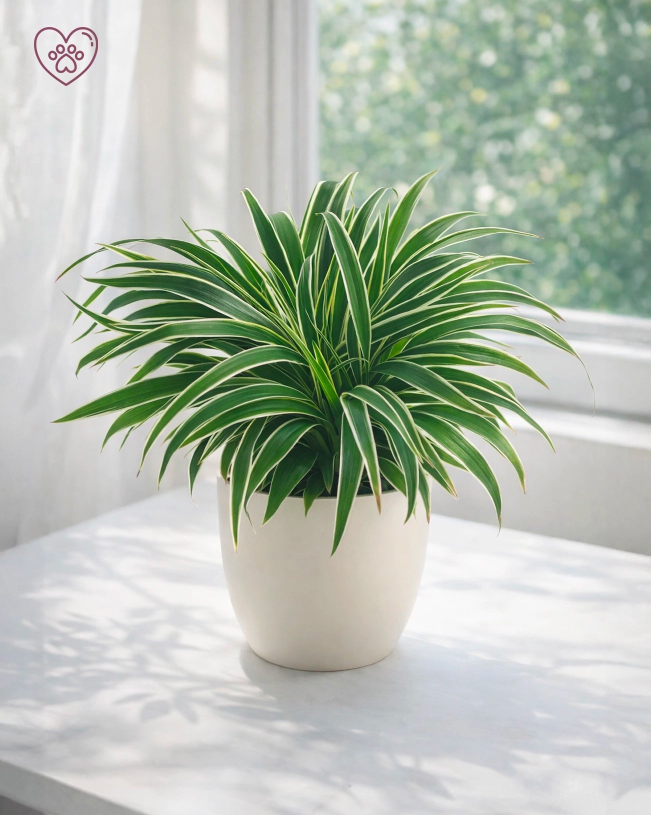 Spider Plant | 吊蘭
