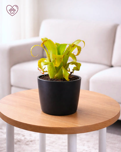 Bromeliad | 積水鳳梨