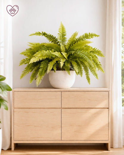 Boston Fern | 波士頓腎蕨
