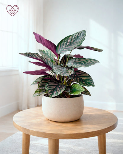 Calathea ‘Freddie’ | 雙線竹芋