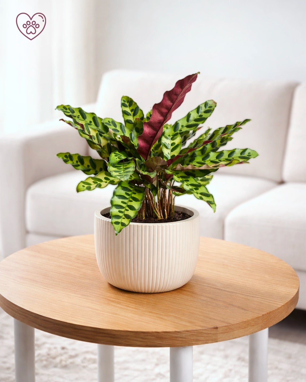 Calathea ‘Burle Marx’ | 貓眼竹芋
