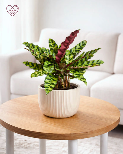 Calathea ‘Burle Marx’ | 貓眼竹芋
