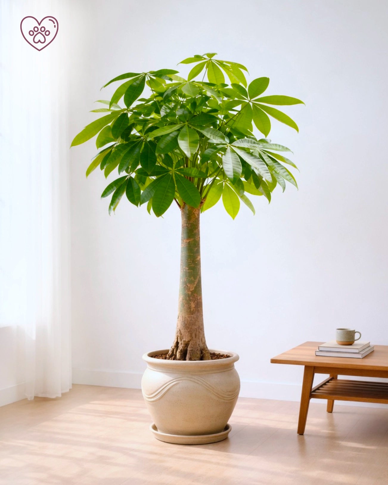 Money Tree | 發財樹