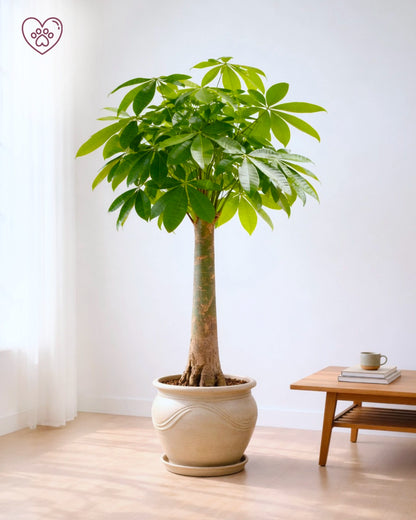 Money Tree | 發財樹