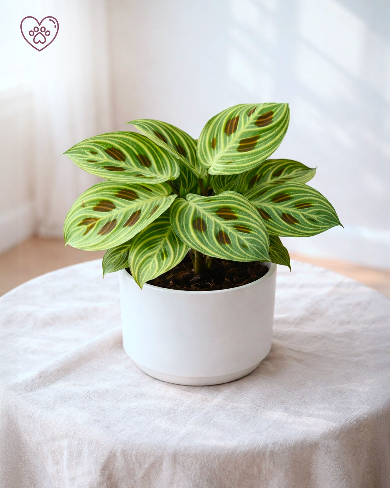 Leopard Calathea | 豹紋竹芋