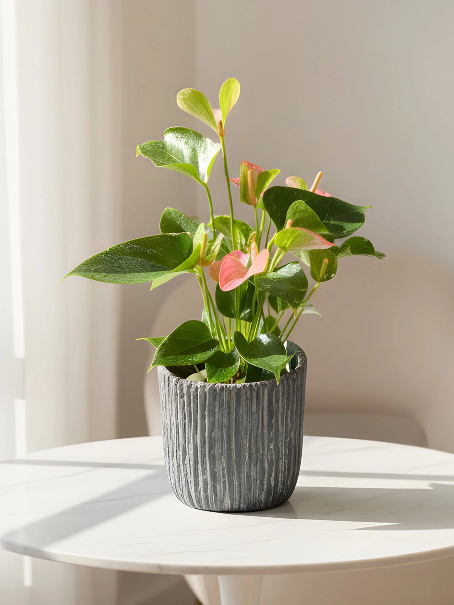 Plum Anthurium｜掌