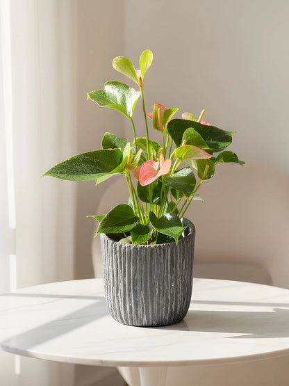 Plum Anthurium｜掌