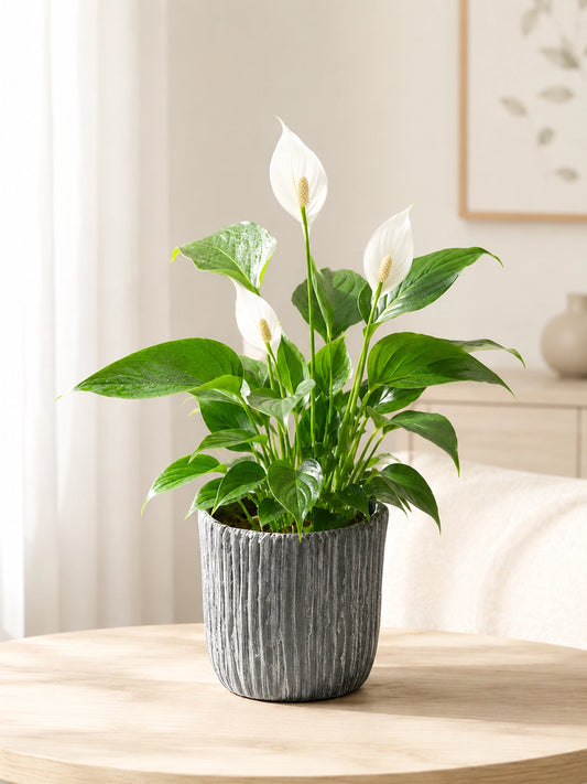 White Anthurium｜白掌